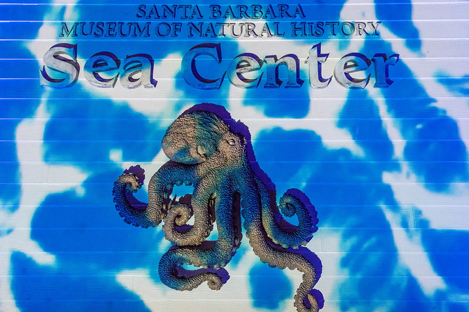 Projection around the octopus